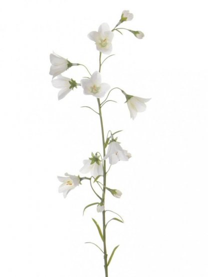 Zvonky bílé, 8 květů, 66cm