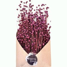 Sušený len tmavě fialový PLUM, kytice/svazek