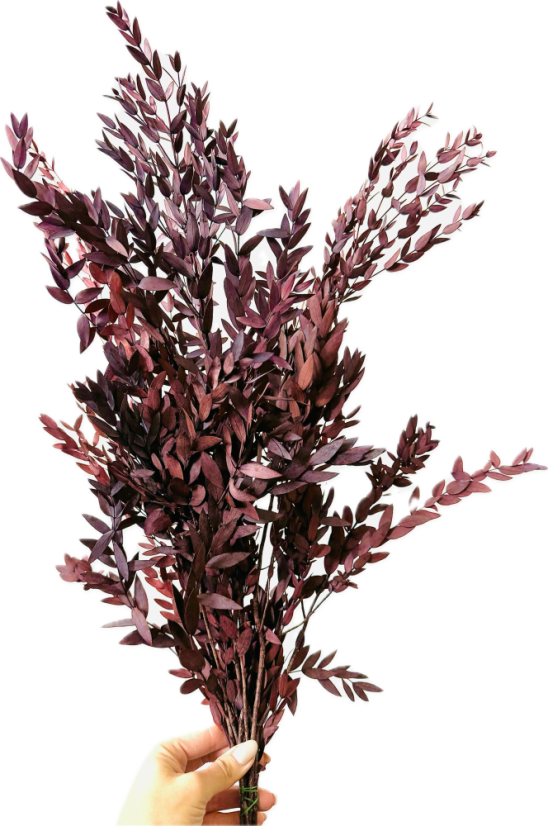 Stabilizovaný eukalyptus PARVIFOLIA, svazek bordó větviček - Balení: 140g