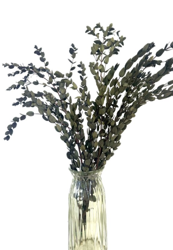 Stabilizovaný eukalyptus PARVIFOLIA, svazek zelených větviček - Balení: 140g