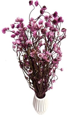 Slaměnka křídlatá (Ammobium) růžovofialová, svazek 50g