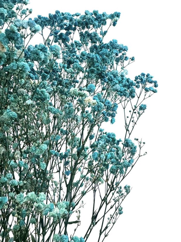 Nevěstin závoj/stabilizovaná Gypsophila svazek/kytice TYRKYSOVÁ - Balení: 100g