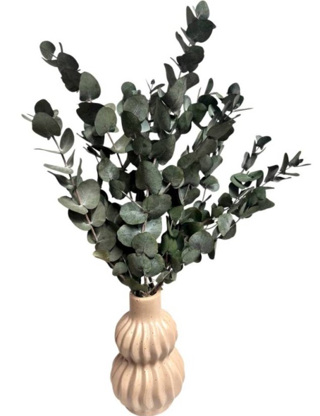 Stabilizovaný eukalyptus ESPIRAL, kytice/svazek šedozelených větviček - Balení: 140g