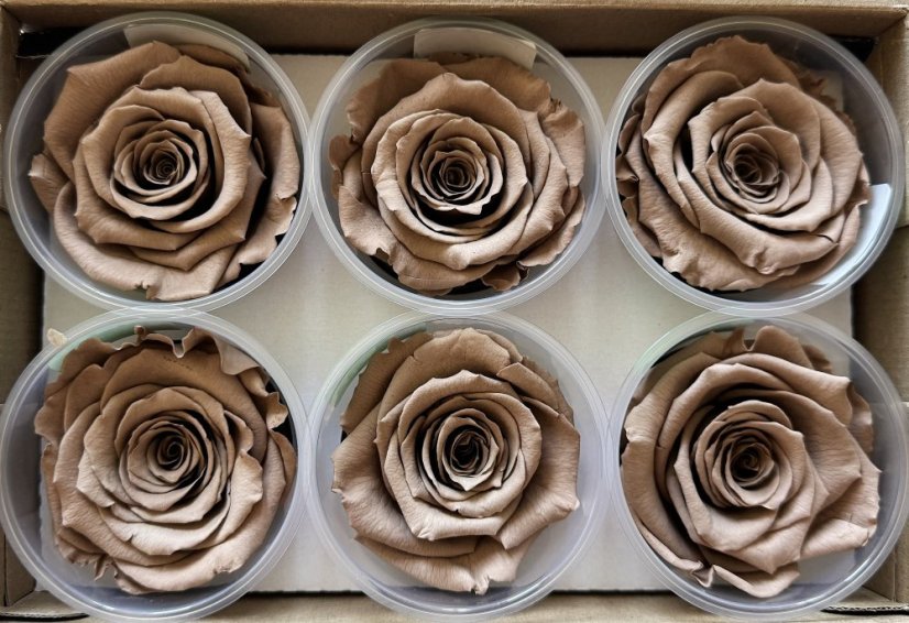 Stabilizovaná ruža Rose Amor XL cappuccino (hlava)