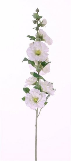 Ibišek BÍLÝ, 9 květů, 7 pupenů, s listy, hebký stonek 87cm