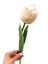 Rozkvetlý tulipán smetanový (květ Ø 6.5), PREMIUM QUALITY, pogumovany 45cm