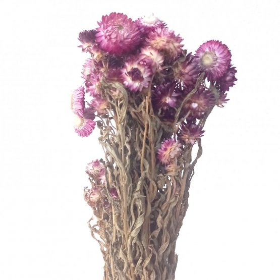 Helichrysum, slamienka fialová, zväzok 60g