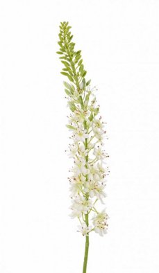 Eremurus/liliochvostec drobné bílé květy 47ks, 89 pupenů, 106cm
