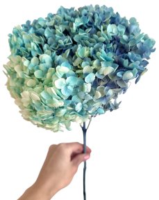 Stabilizovaná hortenzie CABEZA žíhaná modrá/azurová XL