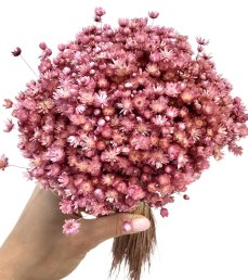 Sušená marcela LILAC/VIOLET, kytica/zväzok 50g