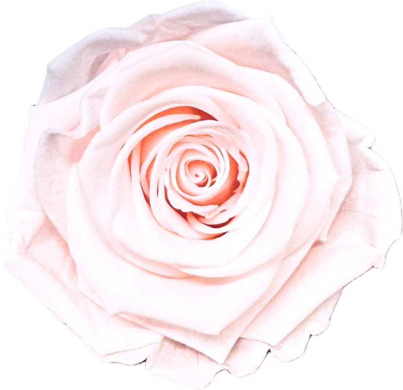 Stabilizovaná ruža Rose Amor XL svetlo ružový nádych/pale pink (hlava)