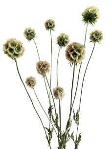 Stabilizovaná Scabiosa zelená / béžová svazek 10 květů
