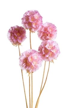 Sušená Scabiosa světle růžová