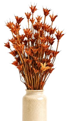 Sušená Nigella Oriental oranžová