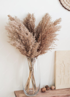 Sušená pampová tráva (pampas) přírodní odstín svazek 10ks, 50-60cm