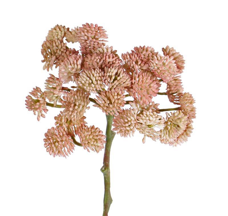 Rozchodník umelý, KORÁLOVÁ, 36 výhonkov, 19cm