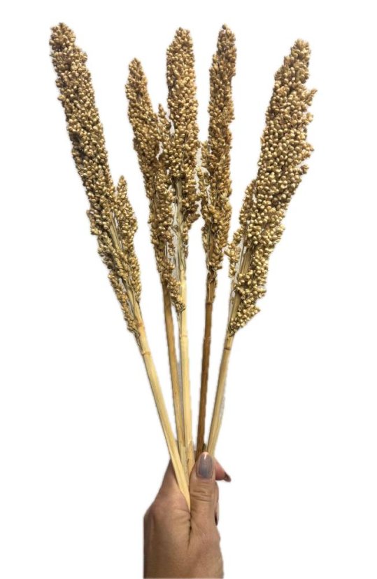Čirok (Sorghum) přírodní svazek 5ks