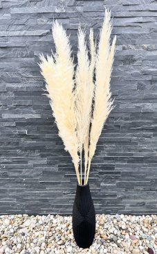 Sušená pampová tráva kremová XL 110cm-120cm,  zväzok 3ks