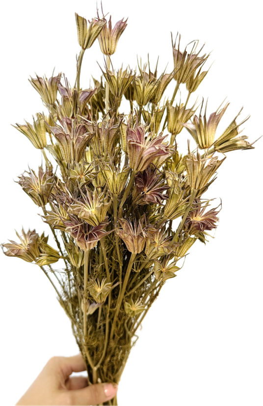 Sušená Nigella Oriental prírodná zväzok - Balenie: 45g