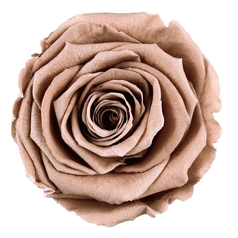 Stabilizovaná růže Rose Amor XL cappuccino (hlava)