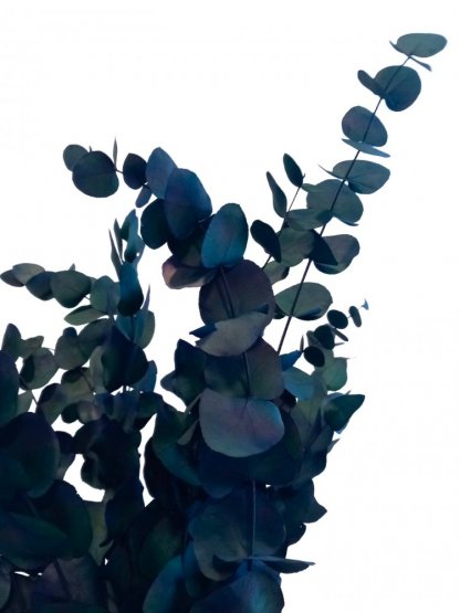 Stabilizovaný eukalyptus ESPIRAL, kytica/zväzok flaškovo zelený/tmavo modrý