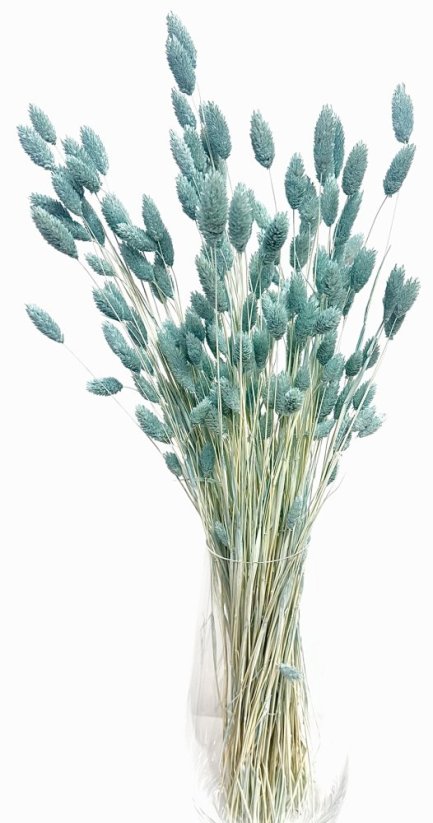 Sušený phalaris kytice/svazek azurový
