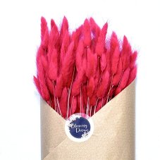 Sušený lagurus (králičí chvostík) fuchsiový
