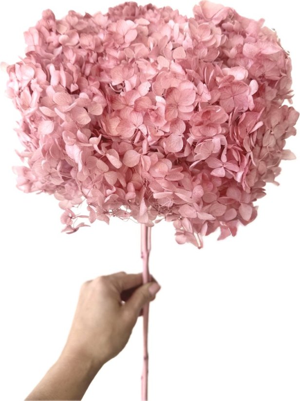 Stabilizovaná hortenzie CABEZA starorůžová XL (poslední kusy)