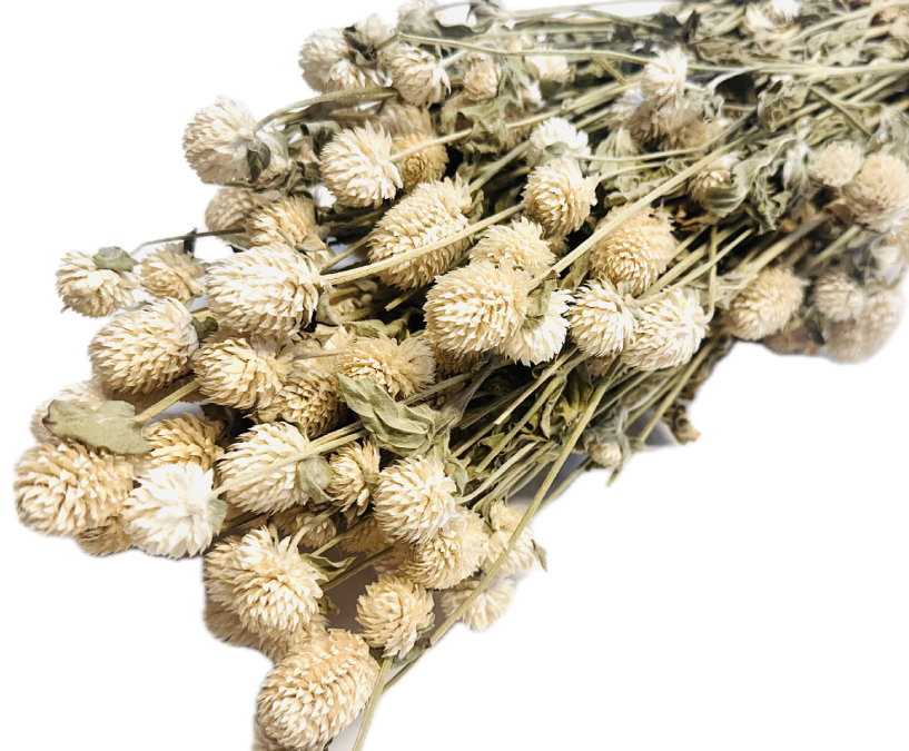 Gomphrena/ Pestrovka sušená bielená, zväzok - Balenie: 90g-95g