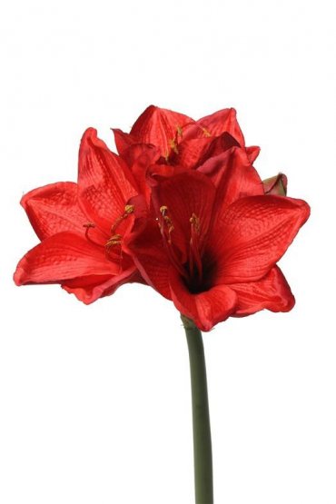 Amarylis 'exclusive' umělý - červený,  3 květy 54cm