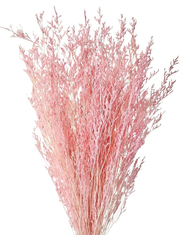 Limonium/Limonka stabilizovaná svetlo ružová zväzok - Balenie: 50g