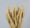 Sušená pšenica prírodná béžová zväzok od 45g