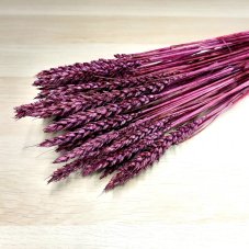 Sušená pšenice purpurová/mauve svazek