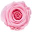 Stabilizovaná růže KIARA XL pastelově růžová (hlava)