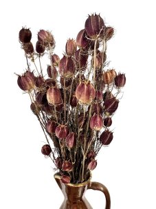 Sušená černuška (Nigella) prírodná bordová zväzok