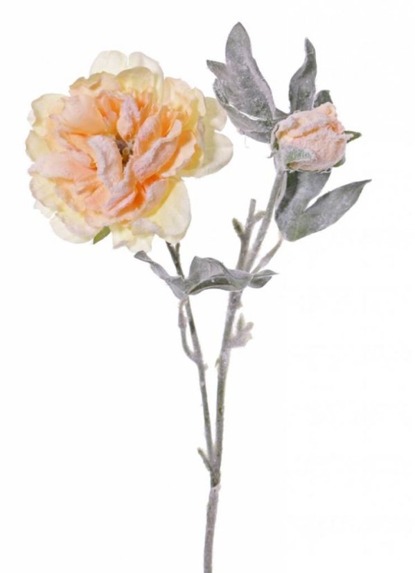 Pivonka srienistá 'frosted impression' umelá marhulová 1 kvet, 1 púčik 61cm