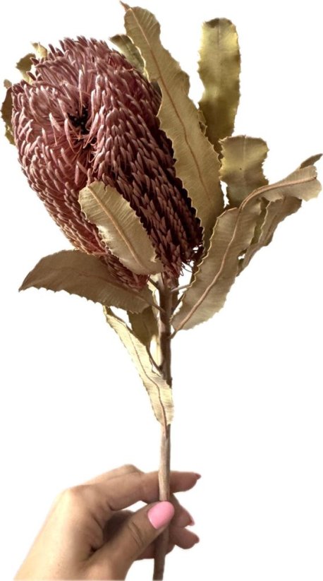 Sušená BANKSIA natural 1ks