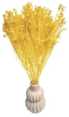 Sušený Broom Bloom žlutý, kytice/svazek