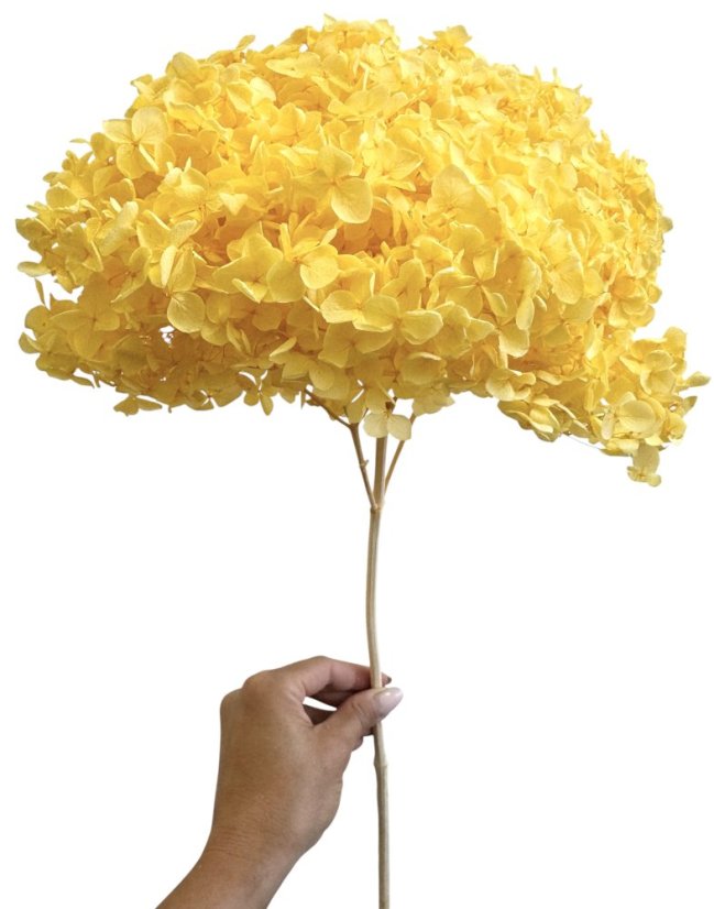 Stabilizovaná hortenzie CABEZA žlutá XL
