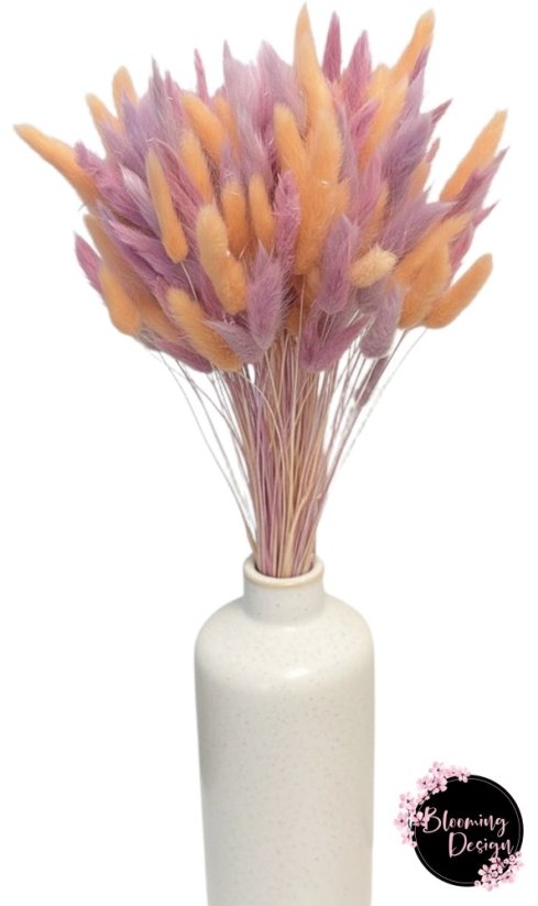 Sušená kytica 100ks zajačieho chvostíka, lila/pastelovo fialová/peach fuzz