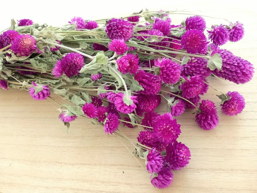 Gomphrena/Pestrovka sušená cyklámová, svazek