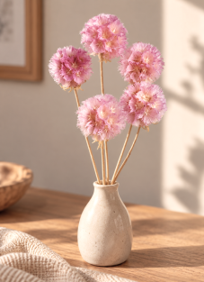 Sušená Scabiosa světle růžová