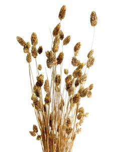 Sušený phalaris kytica/zväzok zlatý