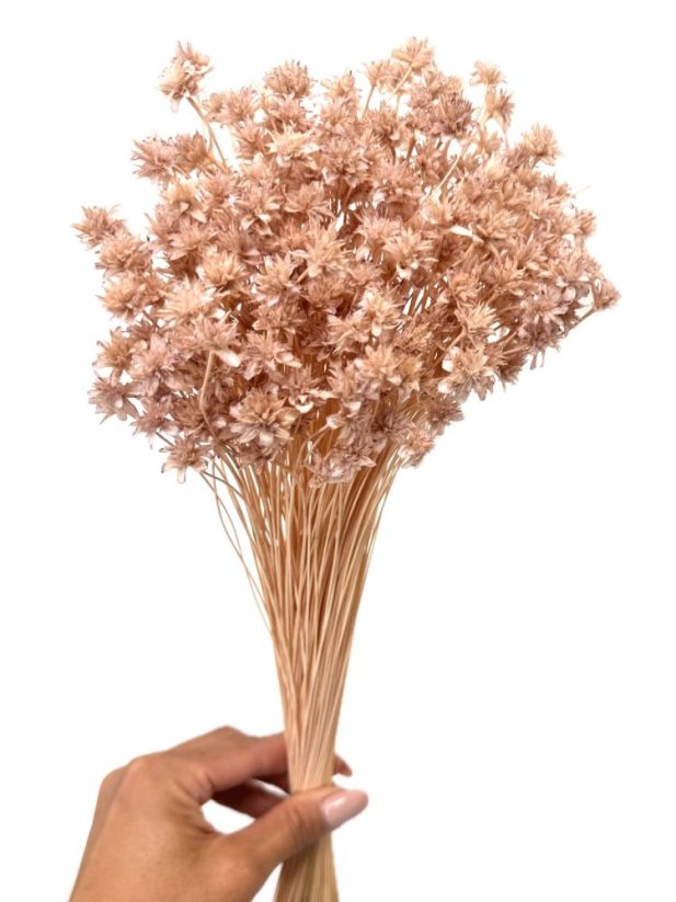 Sušená kvetina Hill Flower sepia rose zväzok - Balenie: 100g