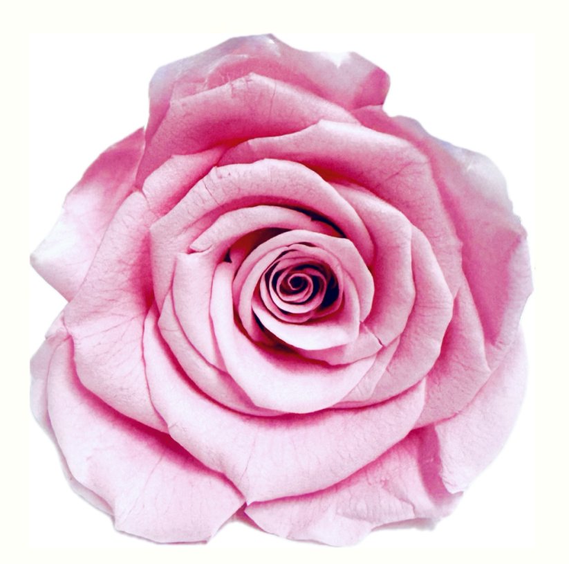 Stabilizovaná ruža L/XL sakura pink (hlava)