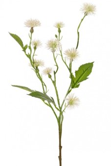 Nevädza biela/Centaurea vetvička 9 kvetov, 2 púčiky, 55cm