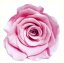 Stabilizovaná ruža L/XL sakura pink (hlava)