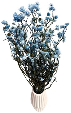 Slaměnka křídlatá (Ammobium) azurová, svazek 50g