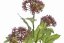 Kalina/Viburnum větev, 3 shluky nachových pupenů s listy 60cm