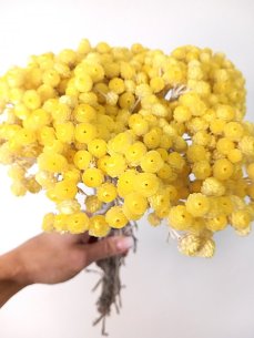 Sempreviva Helichrysum/Imortelka, slaměnka žlutá, svazek
